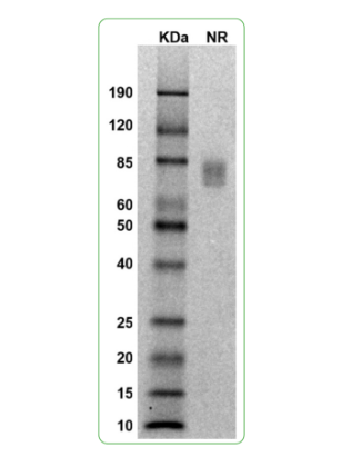 MW: Molecular Weight marker reduced condition
NR: CD28 dimer under non-reduced condition
